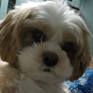 Meet your Posher, Tammy